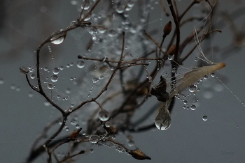 autumn / ***
