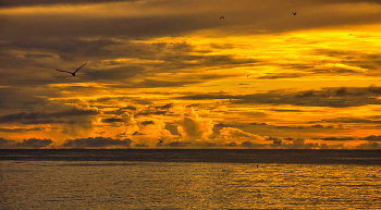 Sunset on the island Bird / ***