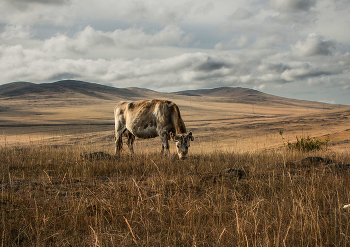In the steppe / ***