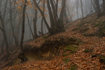Foggy morning / ***