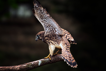 Windhover / ***