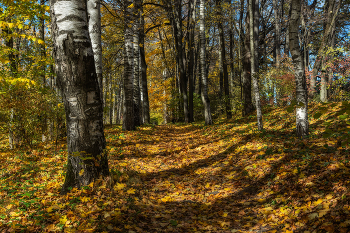 In the autumn forest. / ***