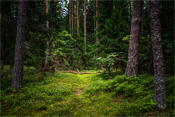 In the pine forest. / ***
