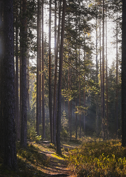 Morning in the forest. / ***