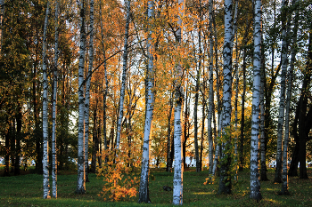 The first rays / ***