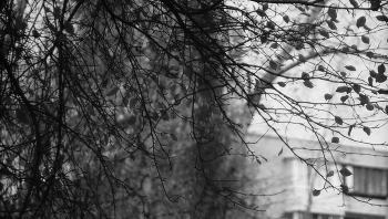 Black and white autumn. / ***