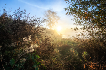 Sunrise in the forest / ***