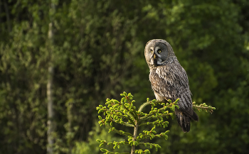 The great gray owl / ***