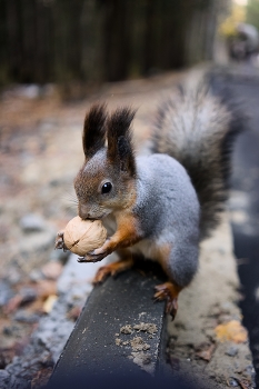 Squirrel in winter coat / ***