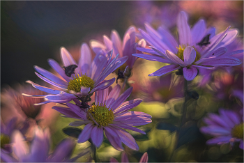 Autumn colors / ***