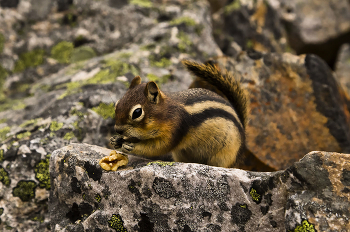 chipmunk / ***