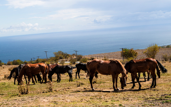 horses / ***