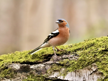 Finch / ***