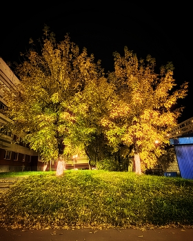 Yellow Fall / ***