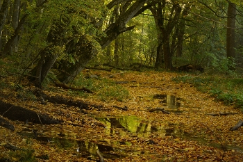 Autumn creek / ***