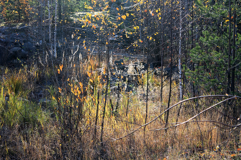in the autumn forest / ***