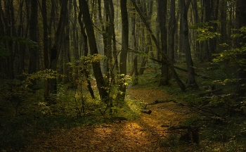 Fog dissipates / ***