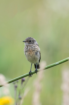 &nbsp; / f/8, 1/1000, ISO 1400, 500mm, AF-S Teleconverter TC-14E II