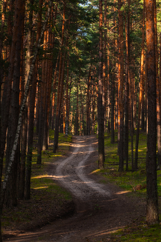 Forest Road / ***