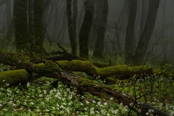 Foggy morning / ***