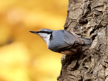 Nuthatch / ***