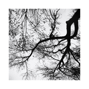 Cobwebs / ***