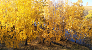 Autumn Gold / ***