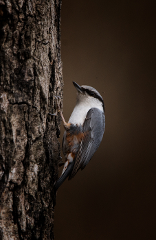 Nuthatch / ***