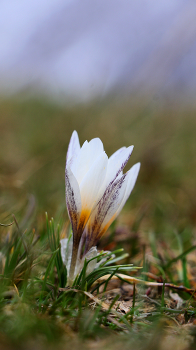 Snowdrops. / ***