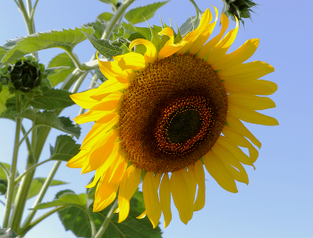 Sunflower / ***