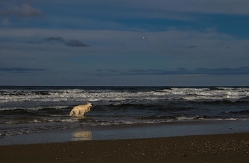 In the vast sea / ***