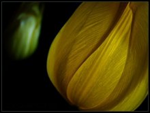 tulips / ***