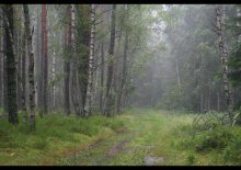 Rain in the forest / ***