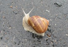 snail / ***