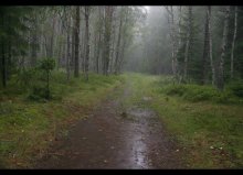 Rain in the forest ... / **********