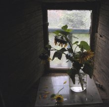 Window / ***
