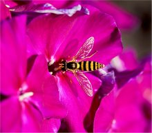 Hoverfly. / ***