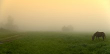 Foggy landscape / ***