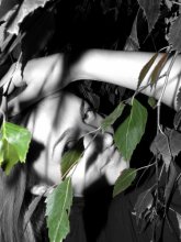 the magical ... / ***