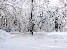 Winter Forest / ***