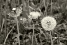 Three age / ***