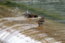 Swimming lesson / ***