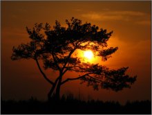 Sunset in the valley lonely pine / ***