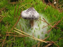 Mushroom in the box / .....