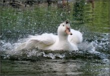 skinny white geese / .....