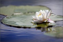 And water lily / ***