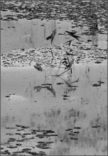 &quot;Whirlpool&quot; / .....