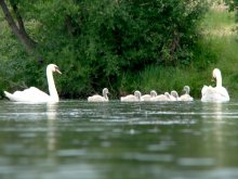 swan family / ***