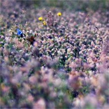 Meadow / ***