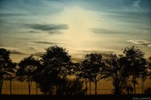 Silhouettes / ***